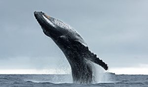 tours-whaleWatching