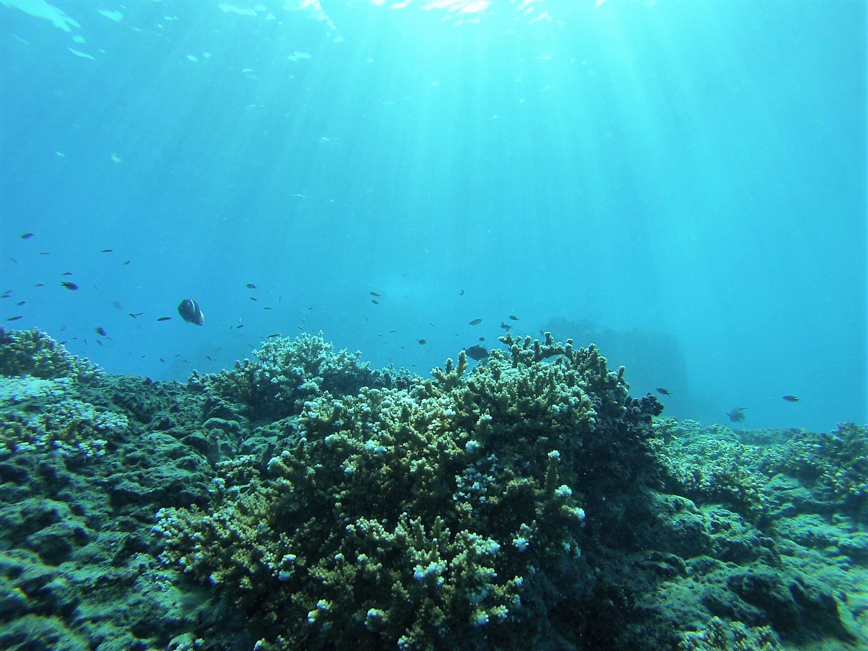 Cano Island Coral Reef