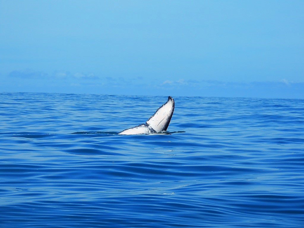 Whale Watching - Nature's Edge Cabinas - Luxury B&B in Uvita Costa Rica