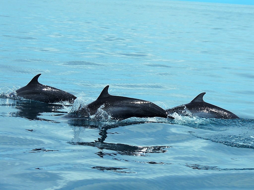 Dolphins - Nature's Edge Cabinas - Luxury B&B in Uvita Costa Rica