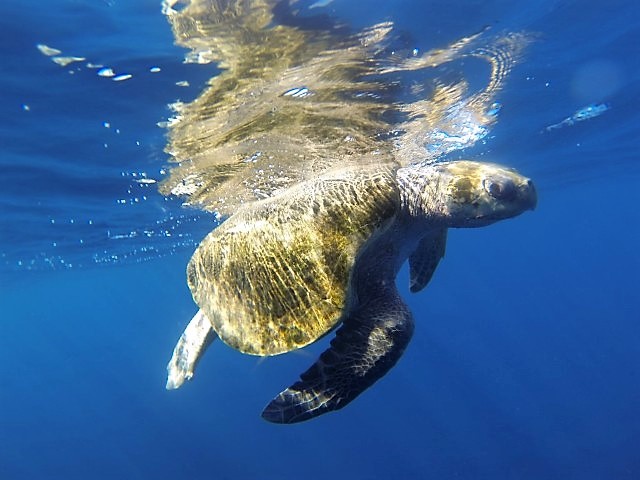 Turtles - Nature's Edge Cabinas - Luxury B&B in Uvita Costa Rica