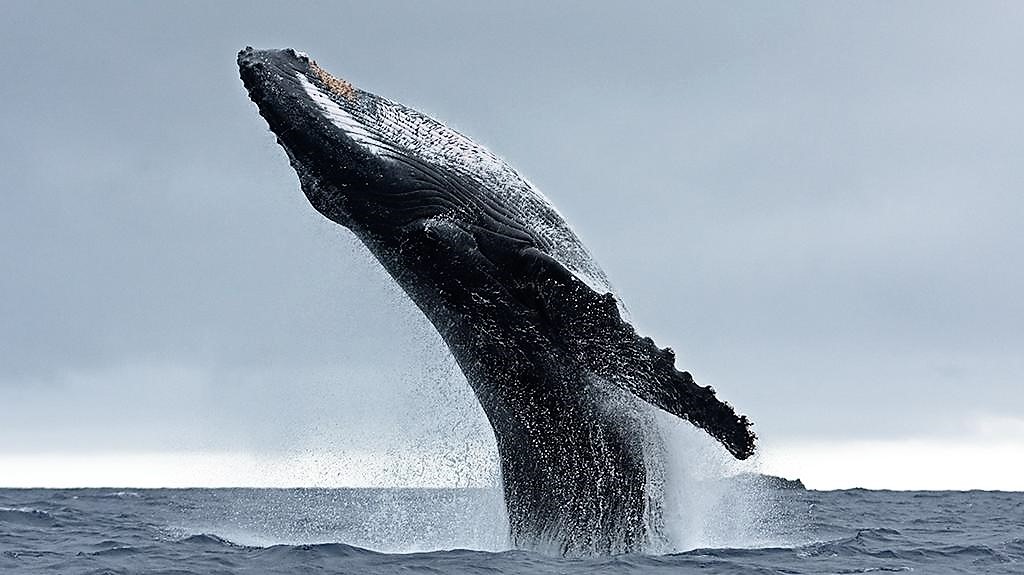 Costa Rica Whale Watching