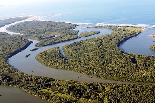 Sierpe Mangrove