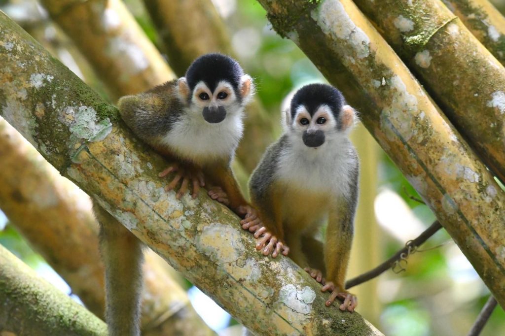 Sierpe Mangrove Tour - squirrel (titi) monkey