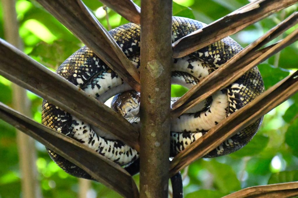 Sierpe Mangrove Tour - boa