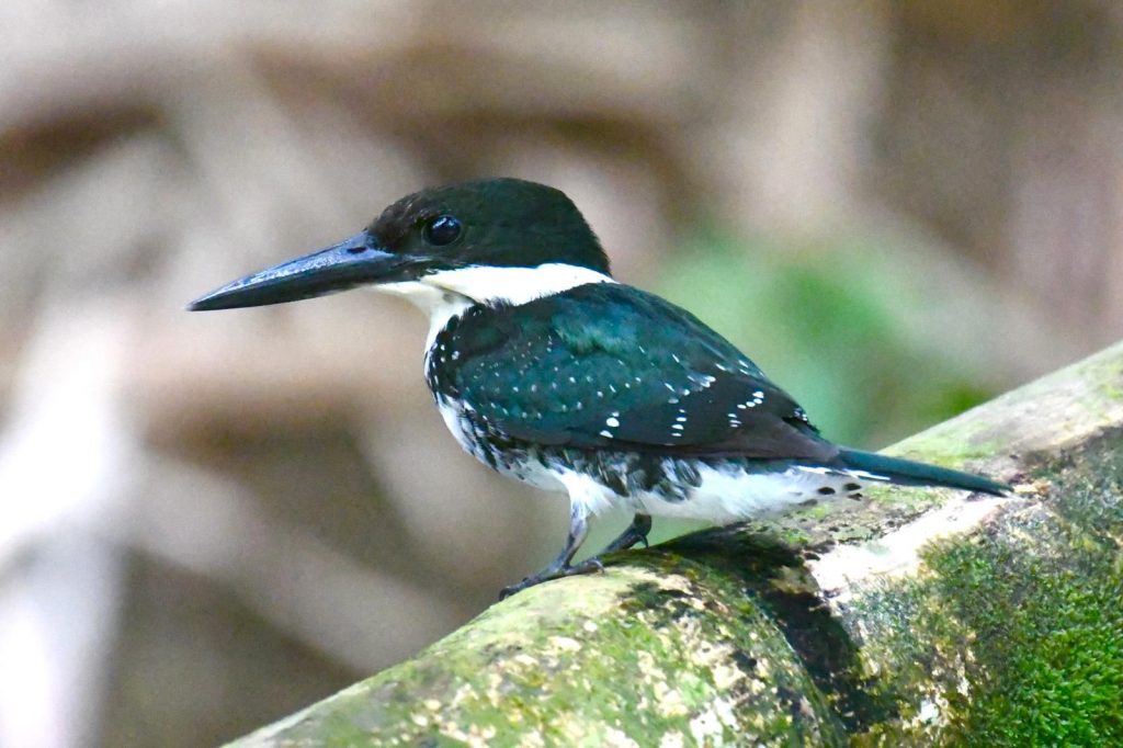 Sierpe Mangrove Tour - 