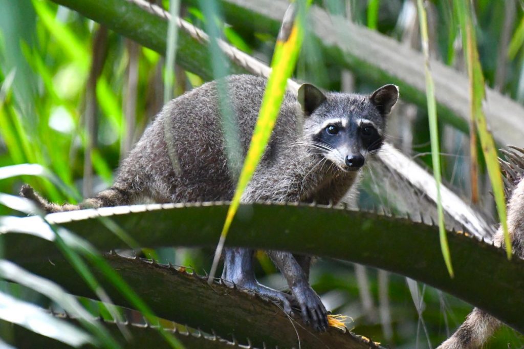 Sierpe Mangrove Tour - racoon