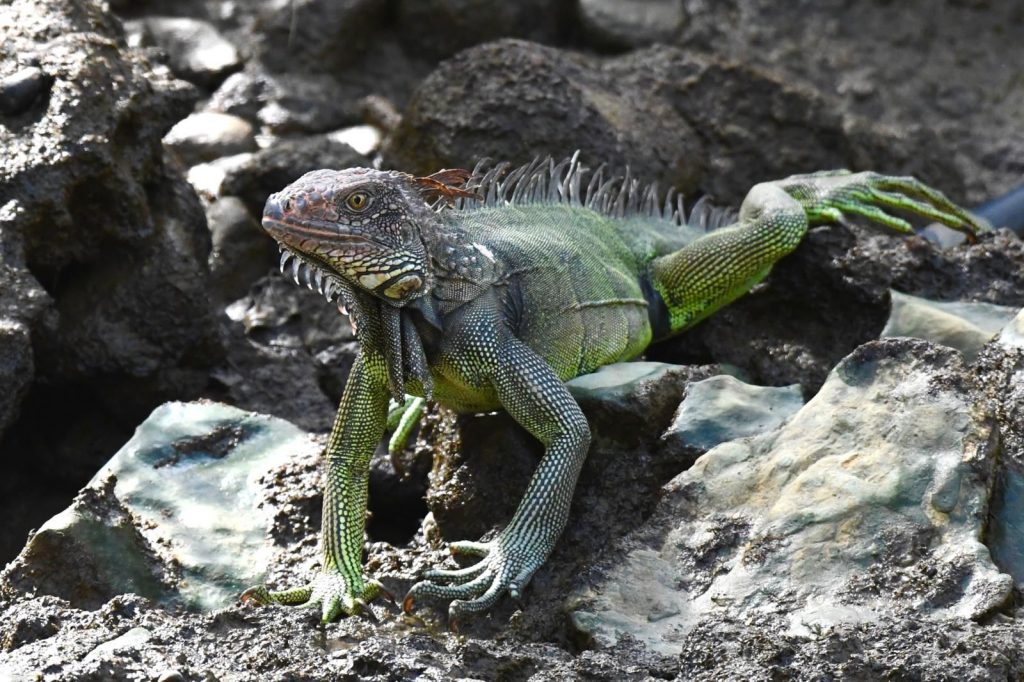 Sierpe Mangrove Tour - iguana