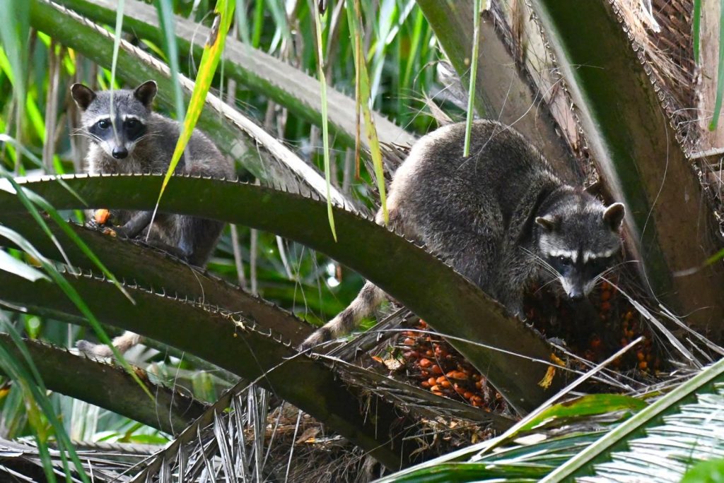 Sierpe Mangrove Tour - raccoon