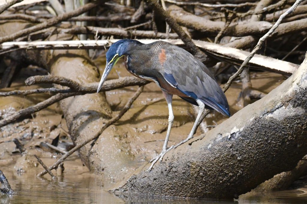 Sierpe Mangrove Tour - 