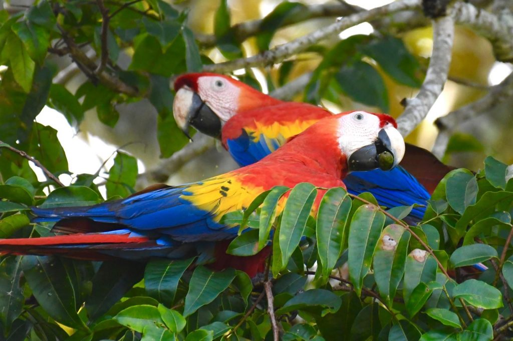 Sierpe Mangrove Tour - 