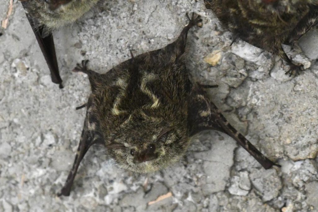 Sierpe Mangrove Tour - bat