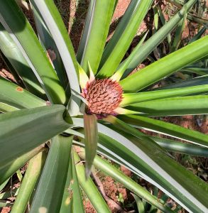 Bromeliad Flower - Pineapples