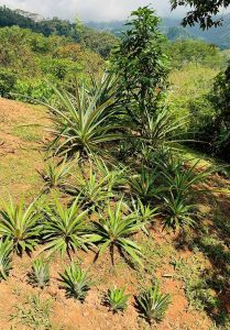 Pineapples in Garden