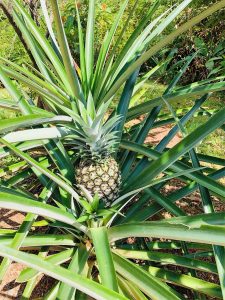 New Pineapple - Pineapples