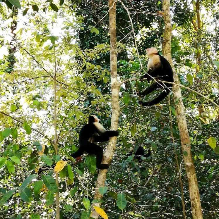 Manuel Antonio Monkeys