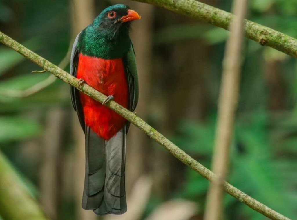 Slaty-tailed Trogon
©Aaron Juan - Merlin App