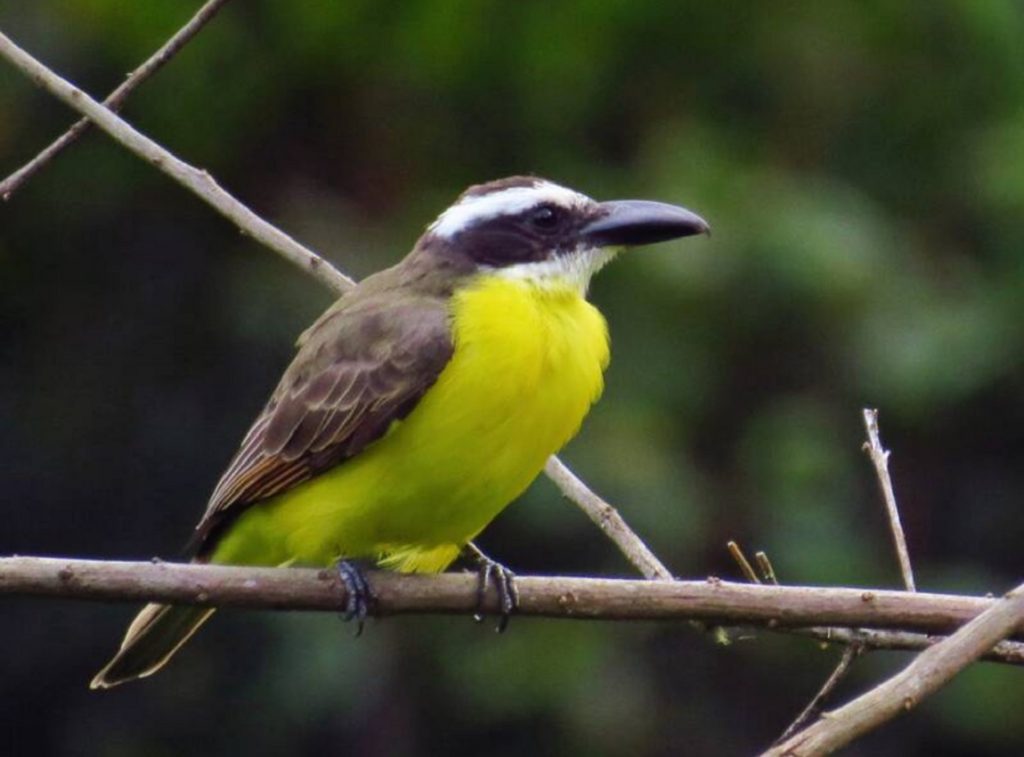 Boat-billed Flycatcher
©Jorge Munoz Garcia - Merlin App