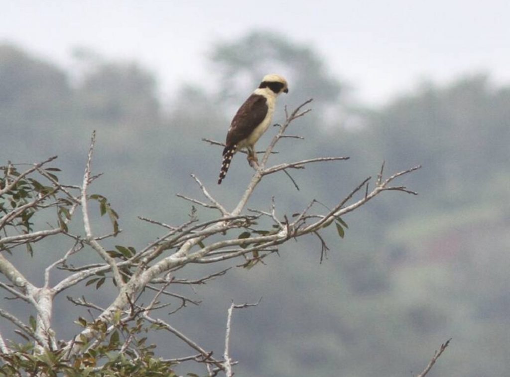 Laughing Falcon
©Sean Fitzgerald - Merlin App