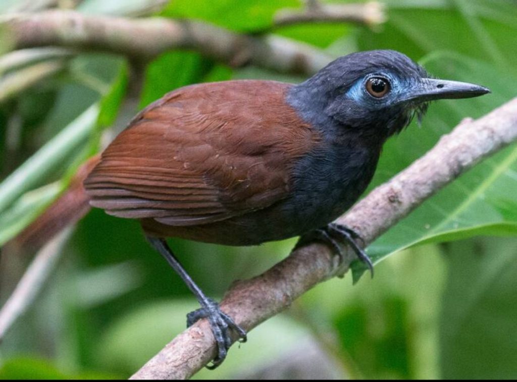 Chestnut-backed Antbird
©Joel Strong - Merlin App