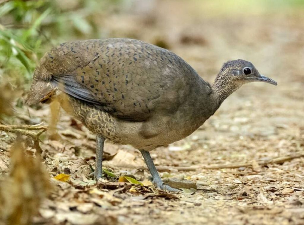 Great Tinamou
©Andres Vasquez Noboa - Merlin App