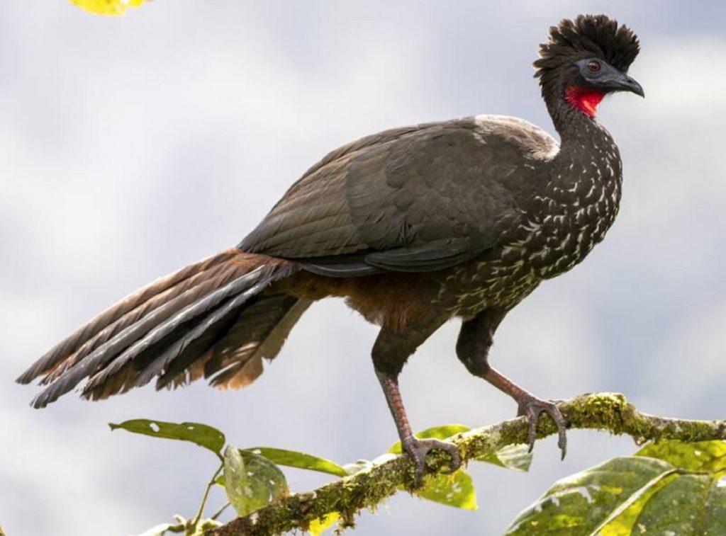 Crested Guan
©Andres Vasquez Noboa  - Merlin App