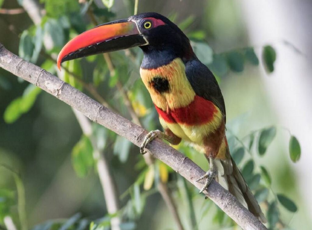 Fiery-billed Aracari
©Tom Johnson - Merlin App