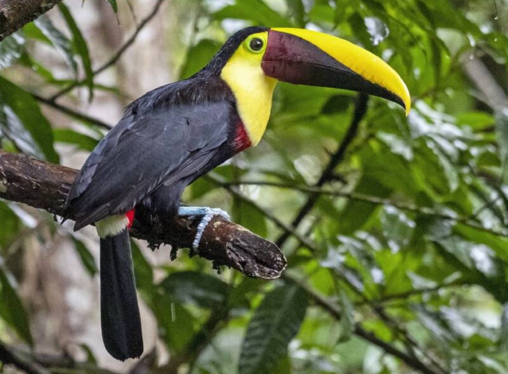 Yellow-throated Toucan
©Bradley Kane - Merlin App