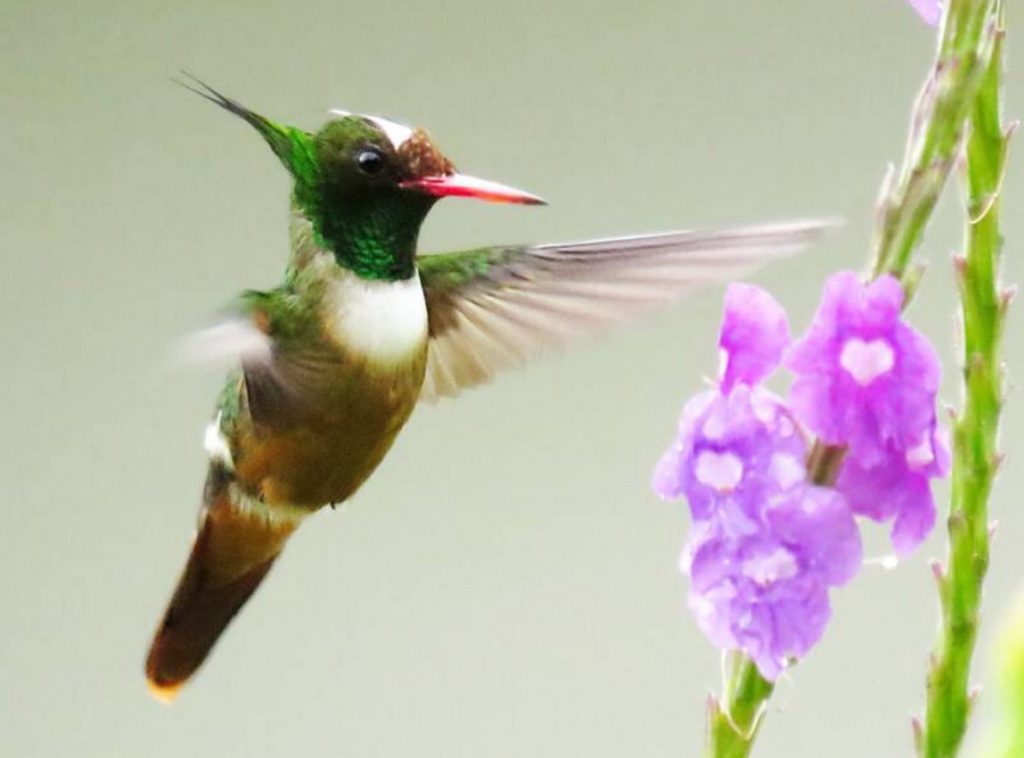 White-crested Coquette
©Oscar Ramirez Alan - Merlin App