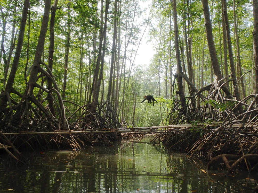 Mangrove Monkey