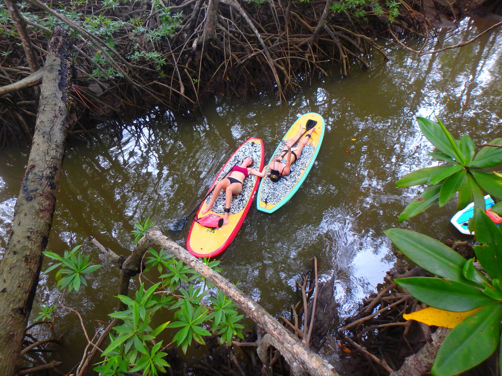 Mangrove SUP