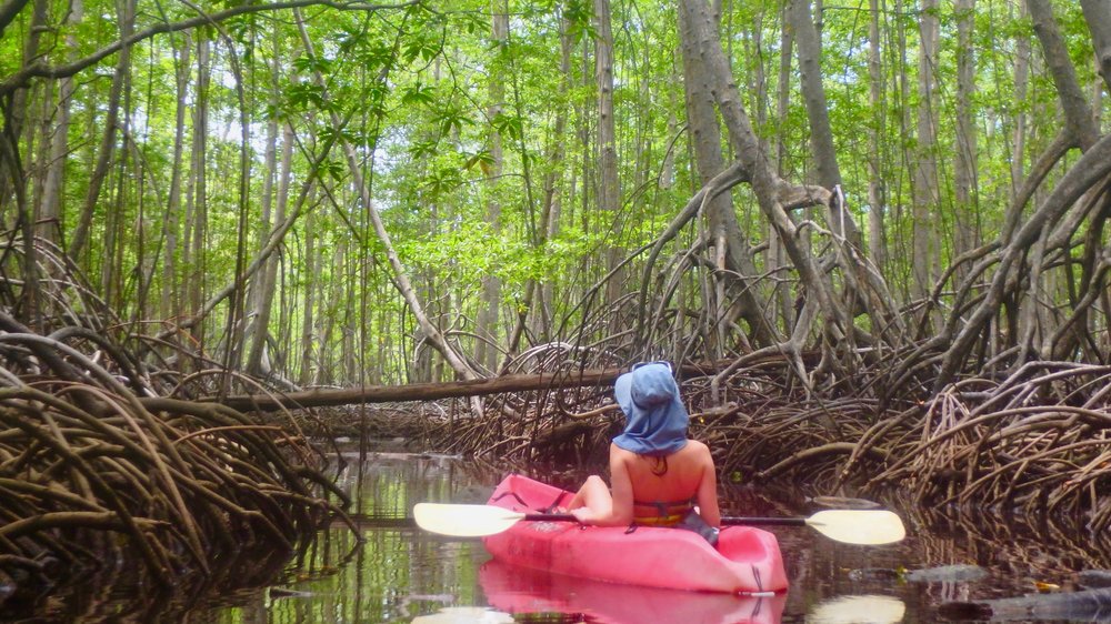 Mangrove Kayaking