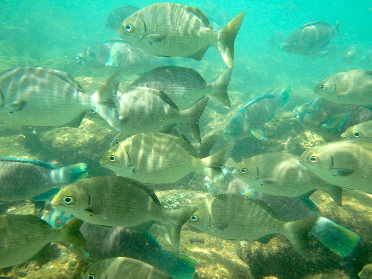 Whales Tail Snorkeling Fish