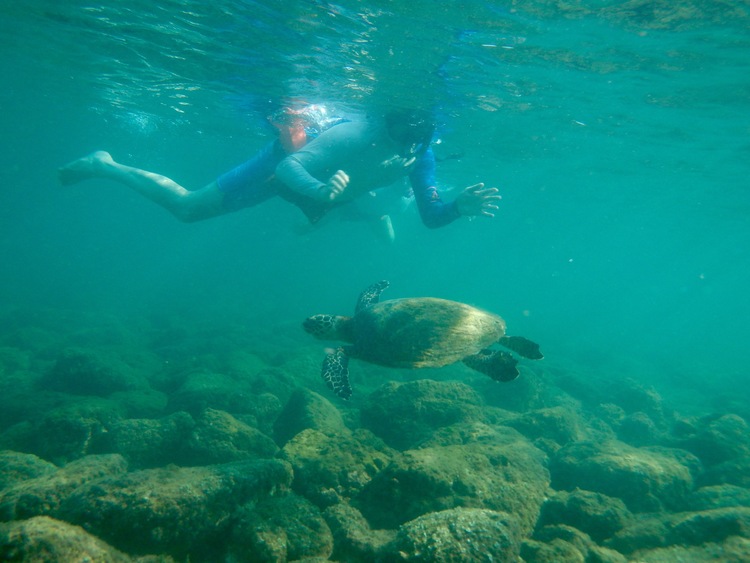 Whales Tail Snorkeling Turtles