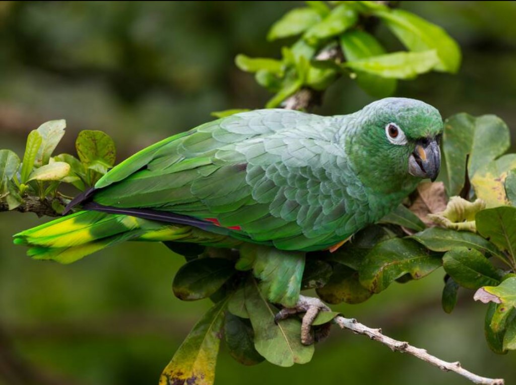 Mealy Parrot
©Rodrigo Gaviria - Merlin App